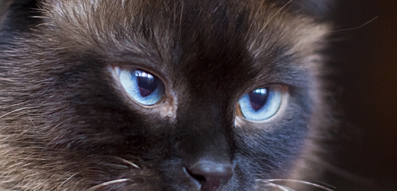 cat cat